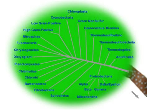 domain bacteria