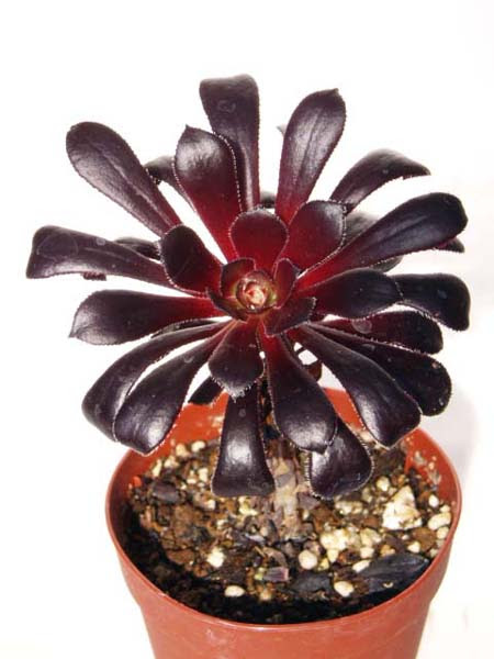 黒法師 くろほうし サンシモン