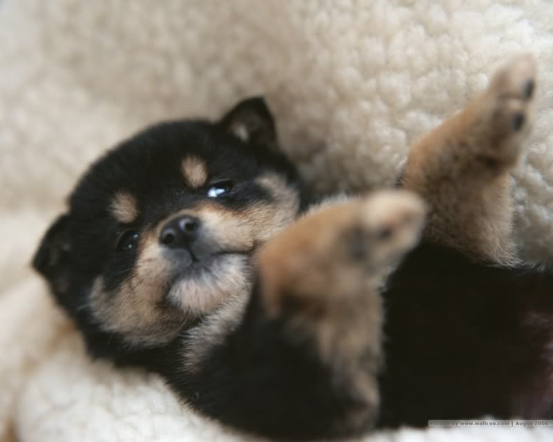 puppy dog wallpaper. Puppy And Dog Wallpaper