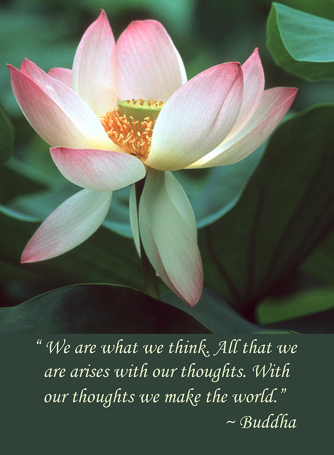 Lotus Flower Buddha Quote Photograph by Chris Scroggins