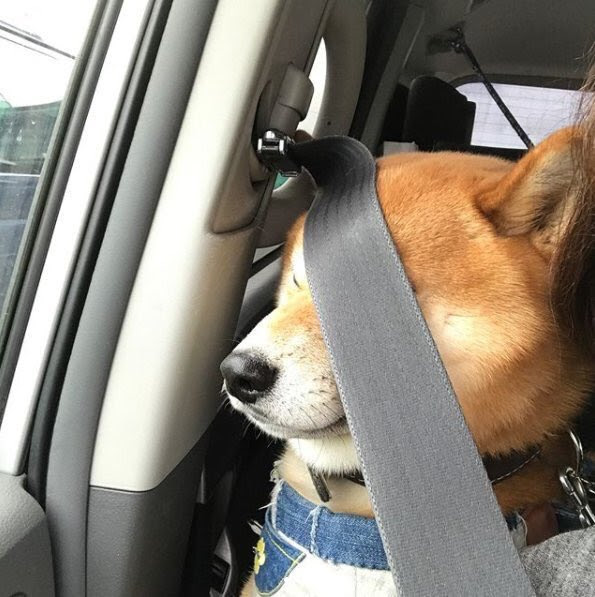 思わず吹き出す動物の面白いpc用高画質画像 壁紙を集めてみました 写真まとめサイト Pictas