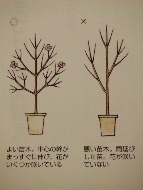 ハナミズキ 育て方の基本 植木 苗木の選び方