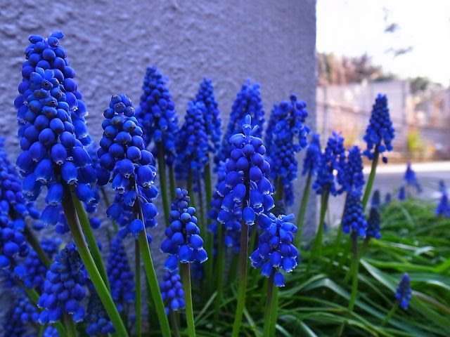 紫の花の名前 ゆるゆる求道生活