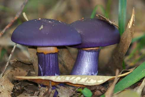 06_Mushrooms5