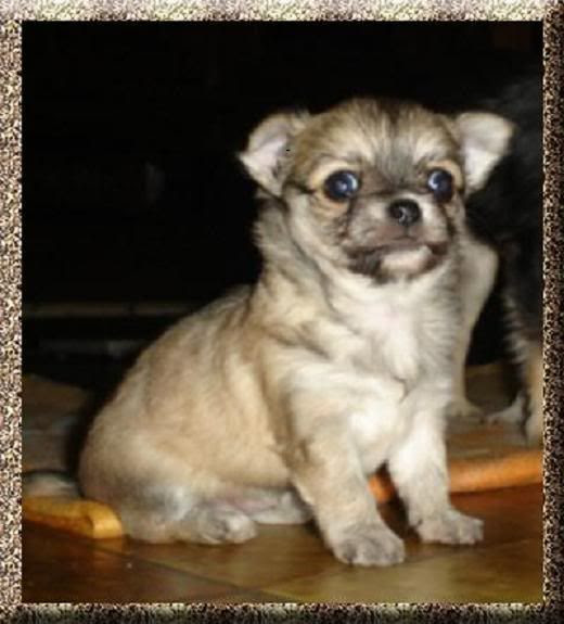 chihuahua puppy