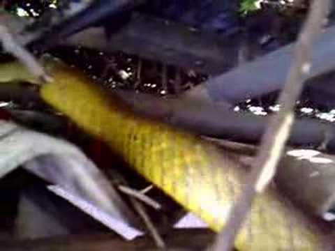 srilankan snek - A yellow rat-snake captured from sri l