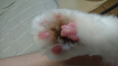 白玉小豆 肉球の間が黒い