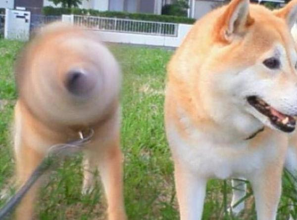 竜巻旋風犬 犬へのボケ ボケて Bokete