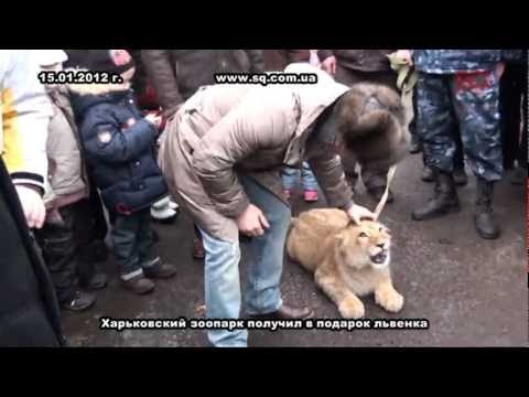 Харьковский зоопарк получил в подарок львенка