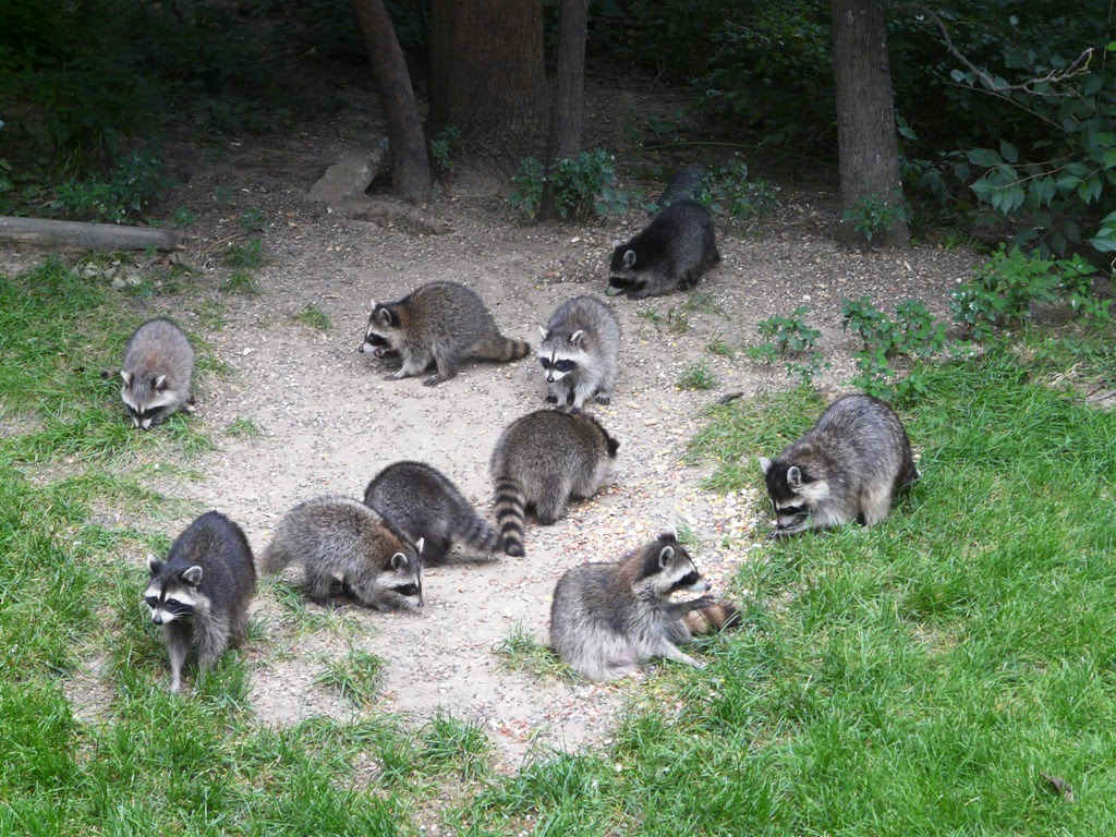 Backyard Animals