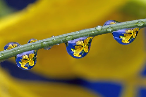 itty-bitty iris drops