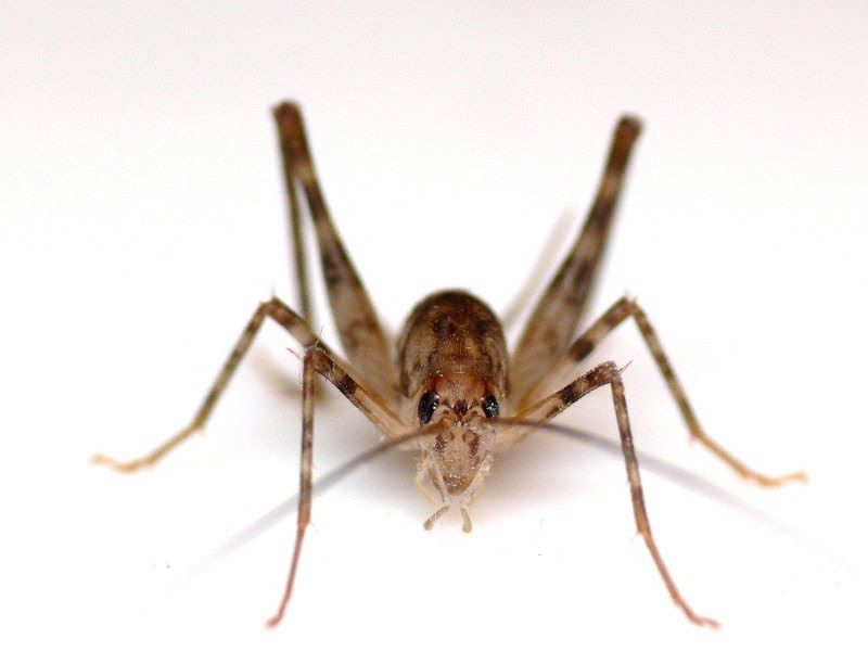 マダラカマドウマ そよ風のなかで Plants Insects And Birds Near At Hand