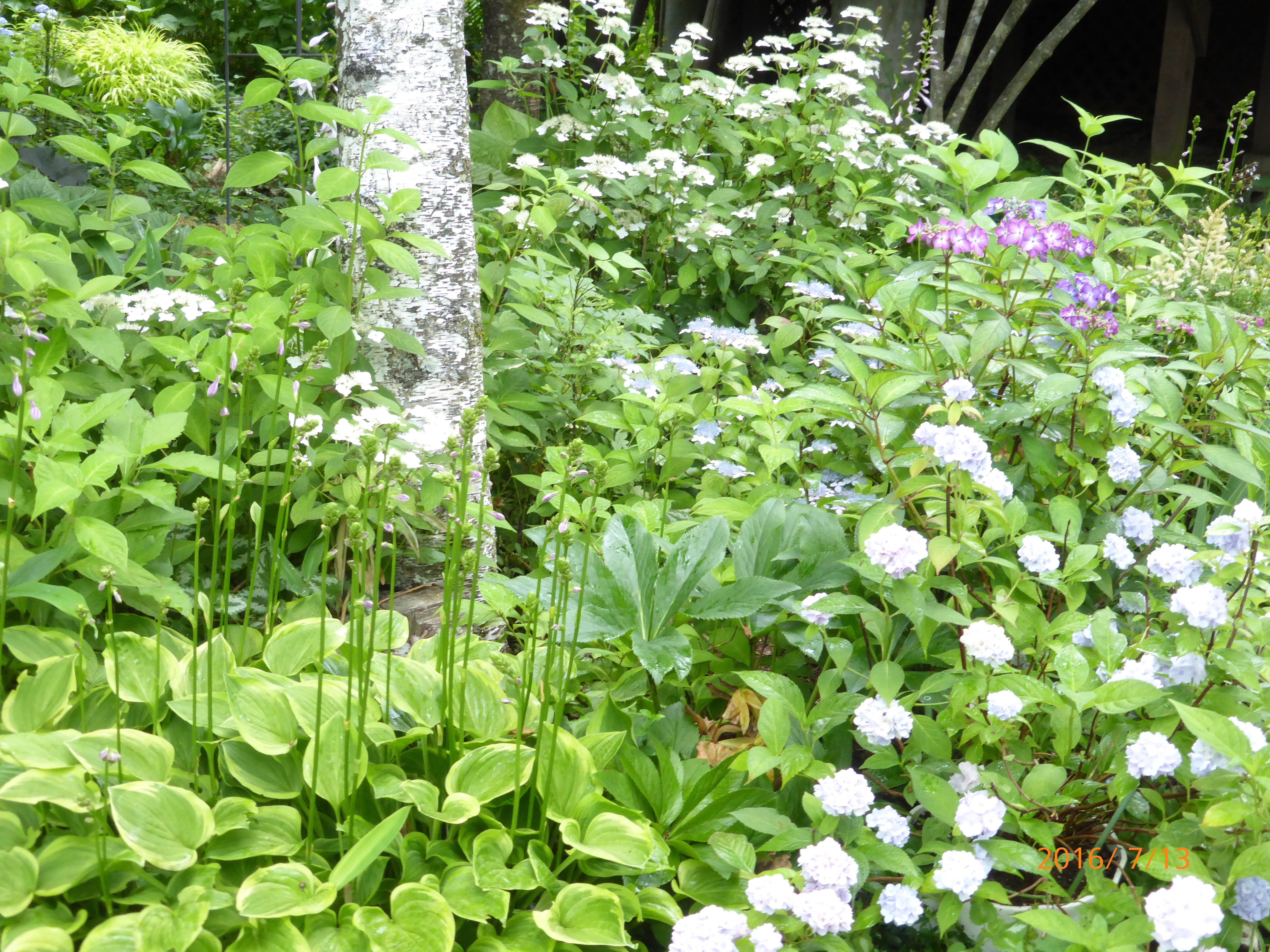 15種類の山紫陽花が満開一番の見ごろです 山紫陽花祭を開こうかと思います ペンション想い出 Blog