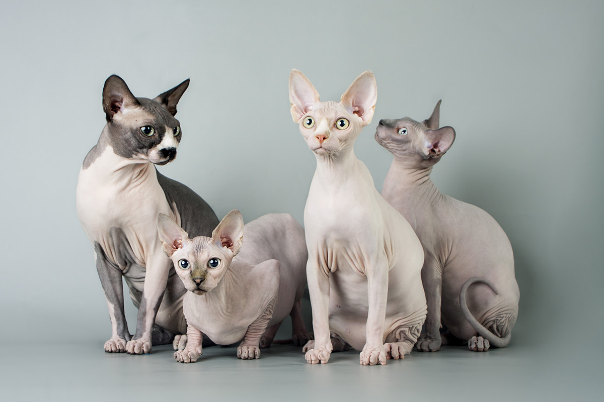 スフィンクスはどんな猫 性格 迎える時の値段は