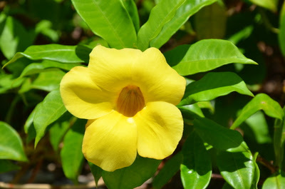 オオバナアリアケカズラ 11 08 28 沖縄写真素材あじまぁ