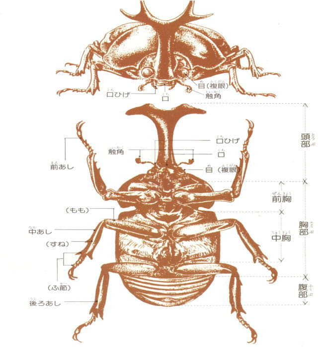 カブトムシの雑学