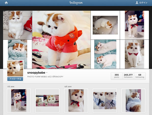 猫好きにおすすめ インスタグラムの人気アカウント集 Instagram Cat
