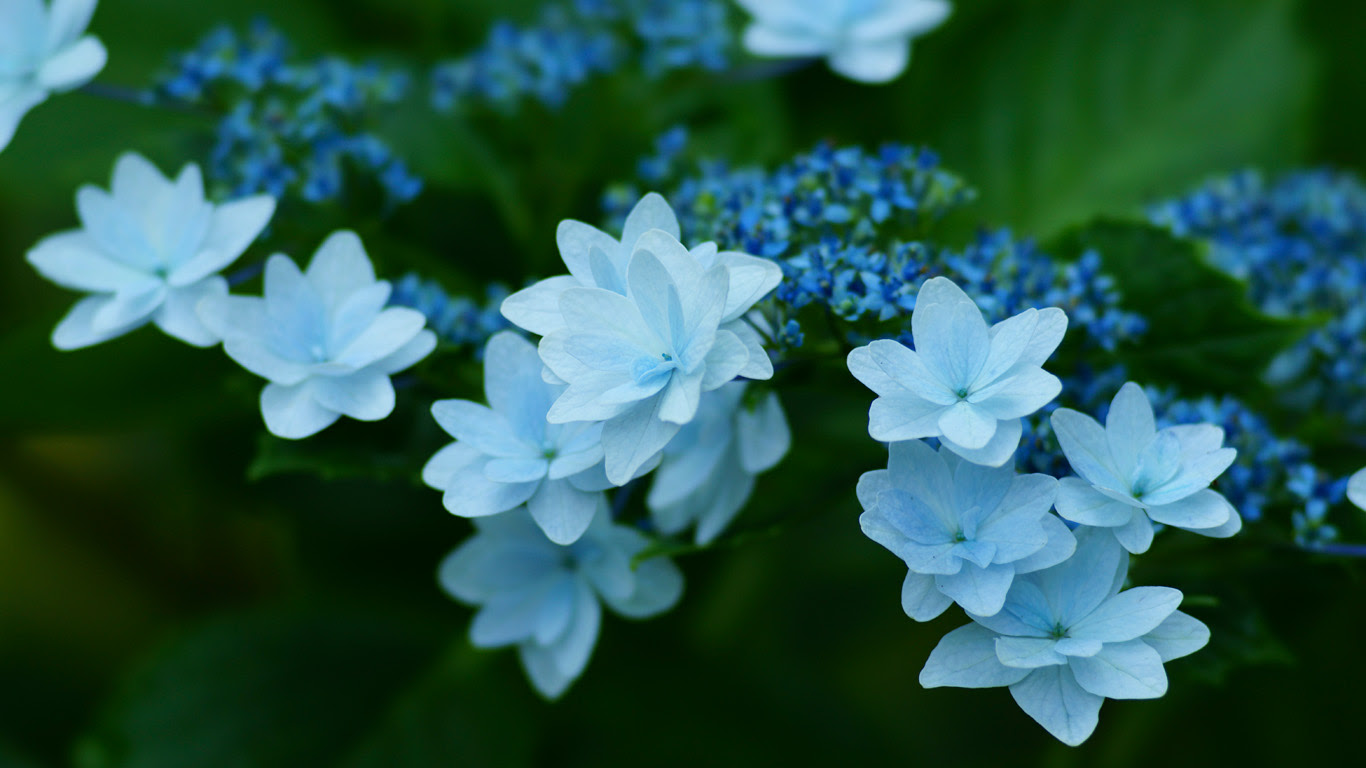 アジサイ 紫陽花 1366 768 無料写真素材ならフリー素材タウン