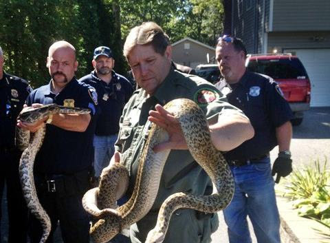 Michael Ralbovsky, pusat, kurator umum dan herpetologis di Rainforest Reptile Show, menampilkan salah satu dari dua ular Burma diambil dari sebuah rumah di Shirley, NY, pada 19 September.