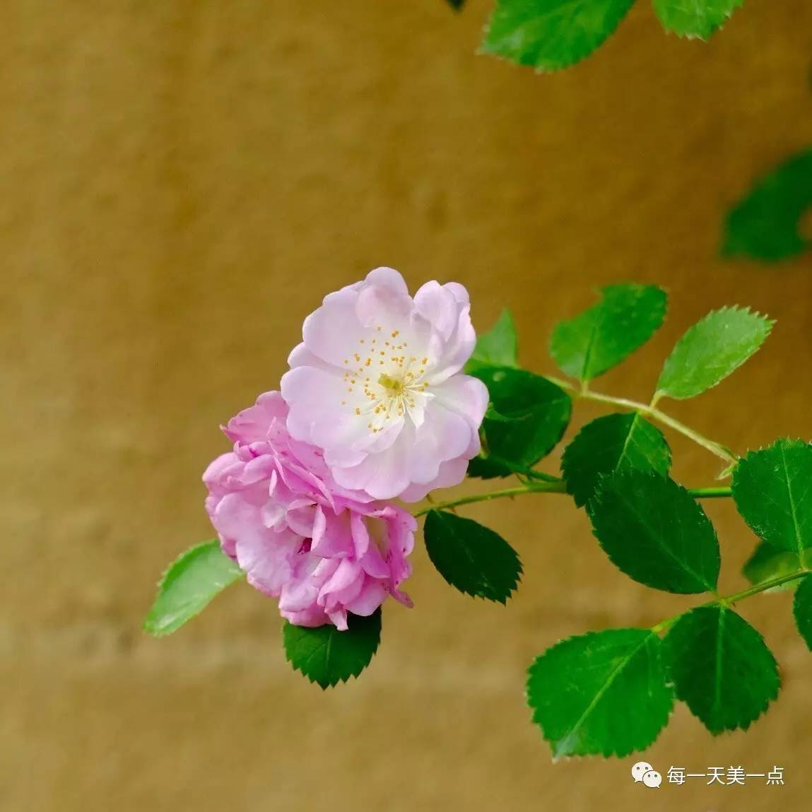 蔷薇花释义