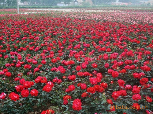 12月花图片 万图壁纸网