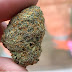 Gelato 33 Strain : Auto Gelato 33 Strain Linda Cannabis Seeds Thc 20 - Most people use this strain to help treat depression, insomnia, and body pain mainly dealing with body.