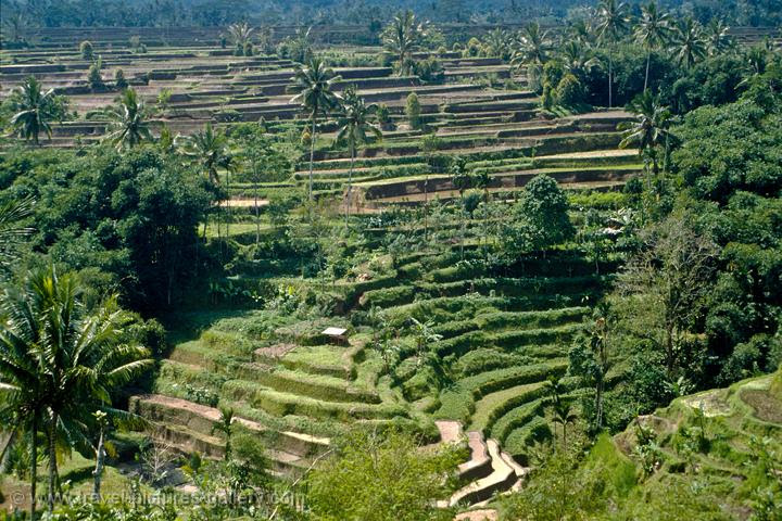 Pictures of Indonesia  bali0014  sawa39;s, rice terraces, Central 