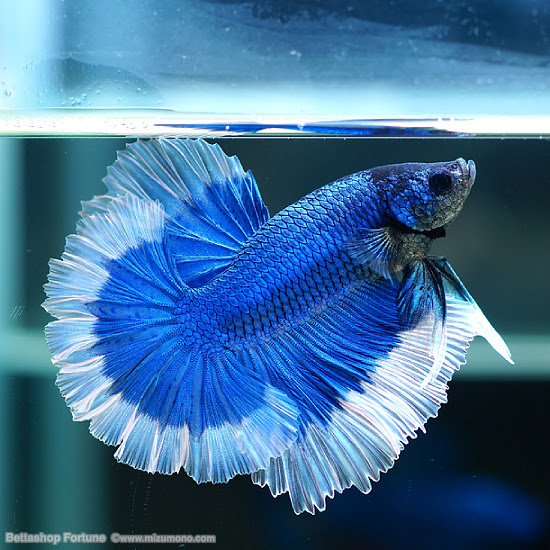 ロイヤルブルーバタフライ ハーフムーン ひらひらショーベタ 熱帯魚のことなら みずものコム