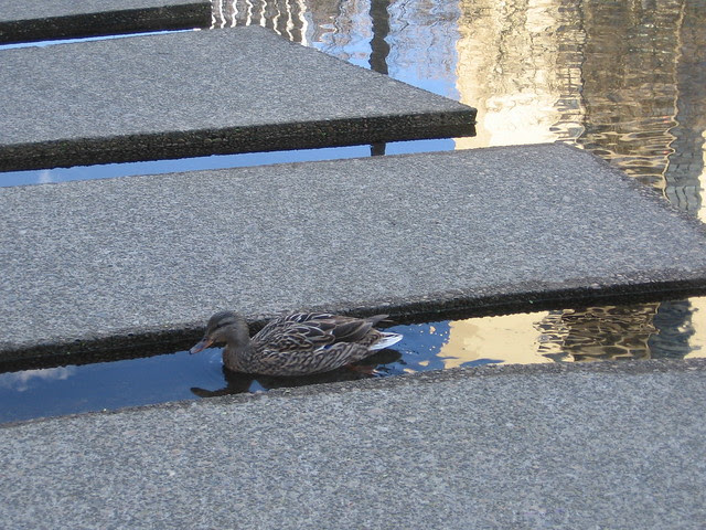 duck, lovejoy fountain