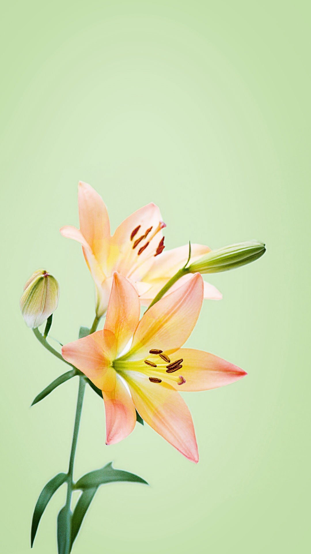 百合花图片手机壁纸 万图壁纸网