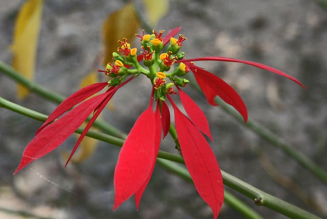 Poinsettia growing wild  Flickr  Photo Sharing!