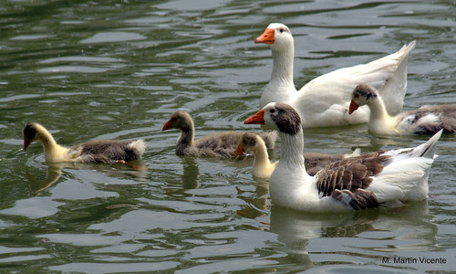 Jardines de Aranjuez: patos, rosas y otras flores