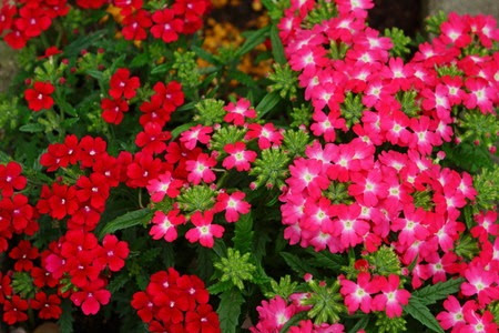 園芸ナビ 花と野菜の育て方