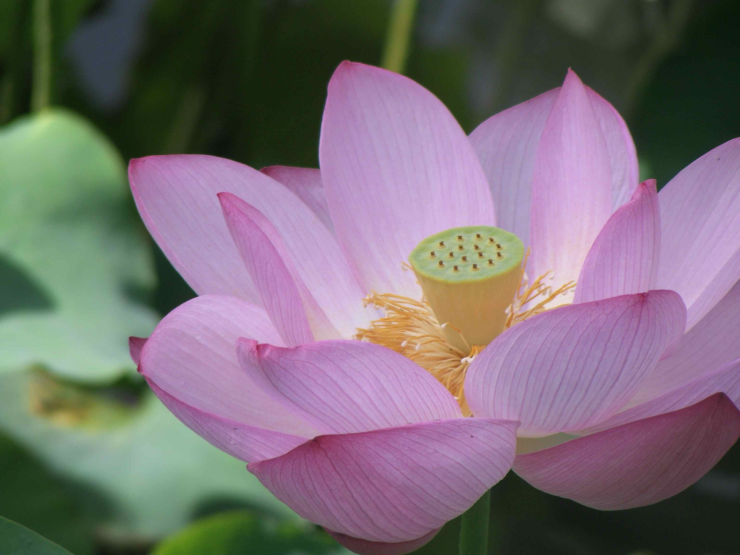 Japanese styleLotus flowers and turtles in Ueno Park TOKYO.