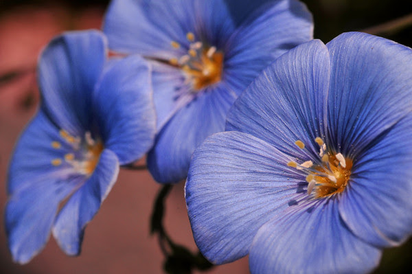 blue flax