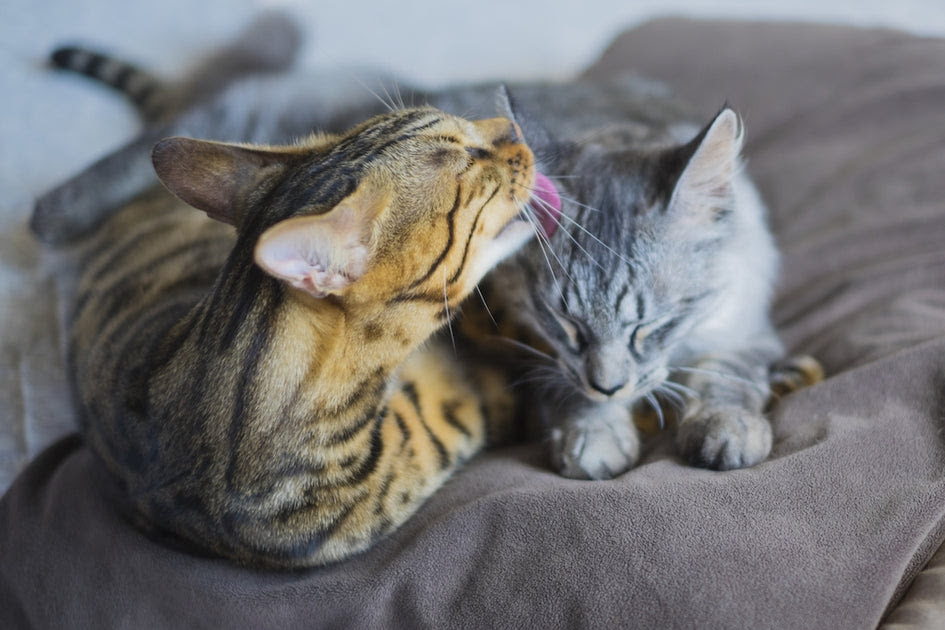 猫が飼い主の手を舐める理由とは 痛いのはなぜ ぽぽねこ公式オンラインショップ