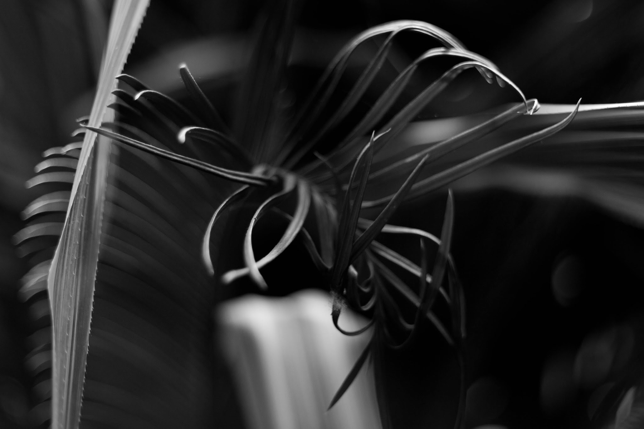 Plant life.