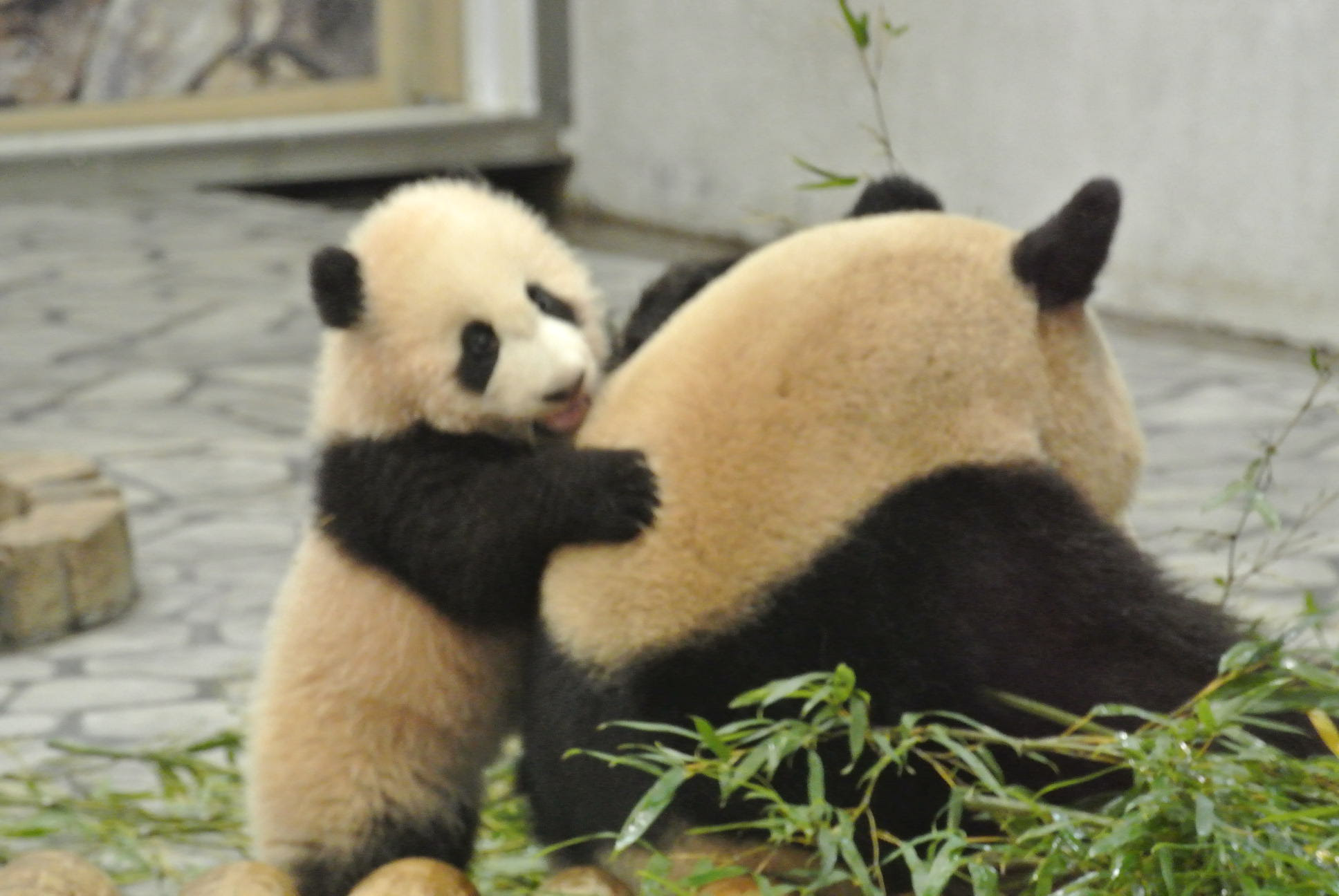 動物園の人気者 かわいいパンダの高画質な画像 壁紙まとめ 写真まとめサイト Pictas