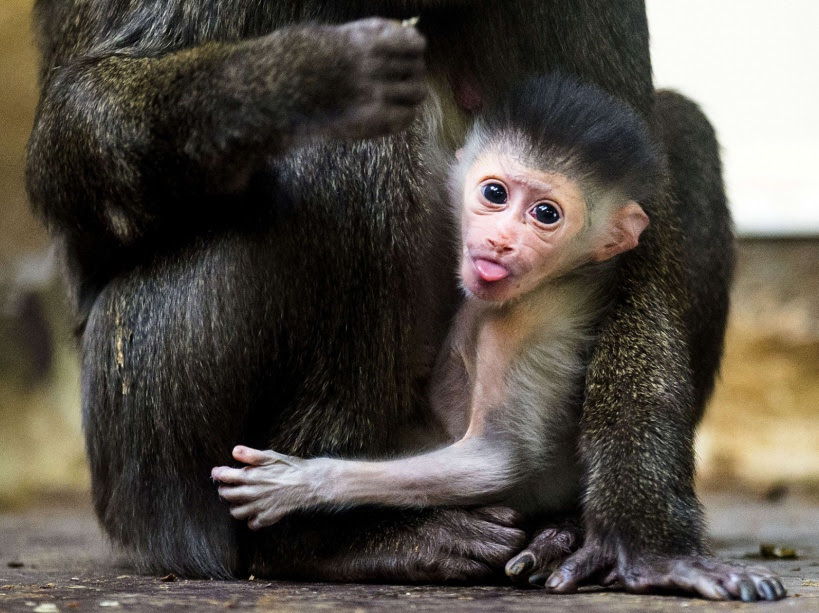 PHOTOS. Pendant ce temps-là, chez les animaux...