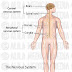 Central Nervous System Diagram Labeled : Central Nervous System Brain And Spinal Cord Queensland Brain Institute University Of Queensland - Maybe you would like to learn more about one of these?