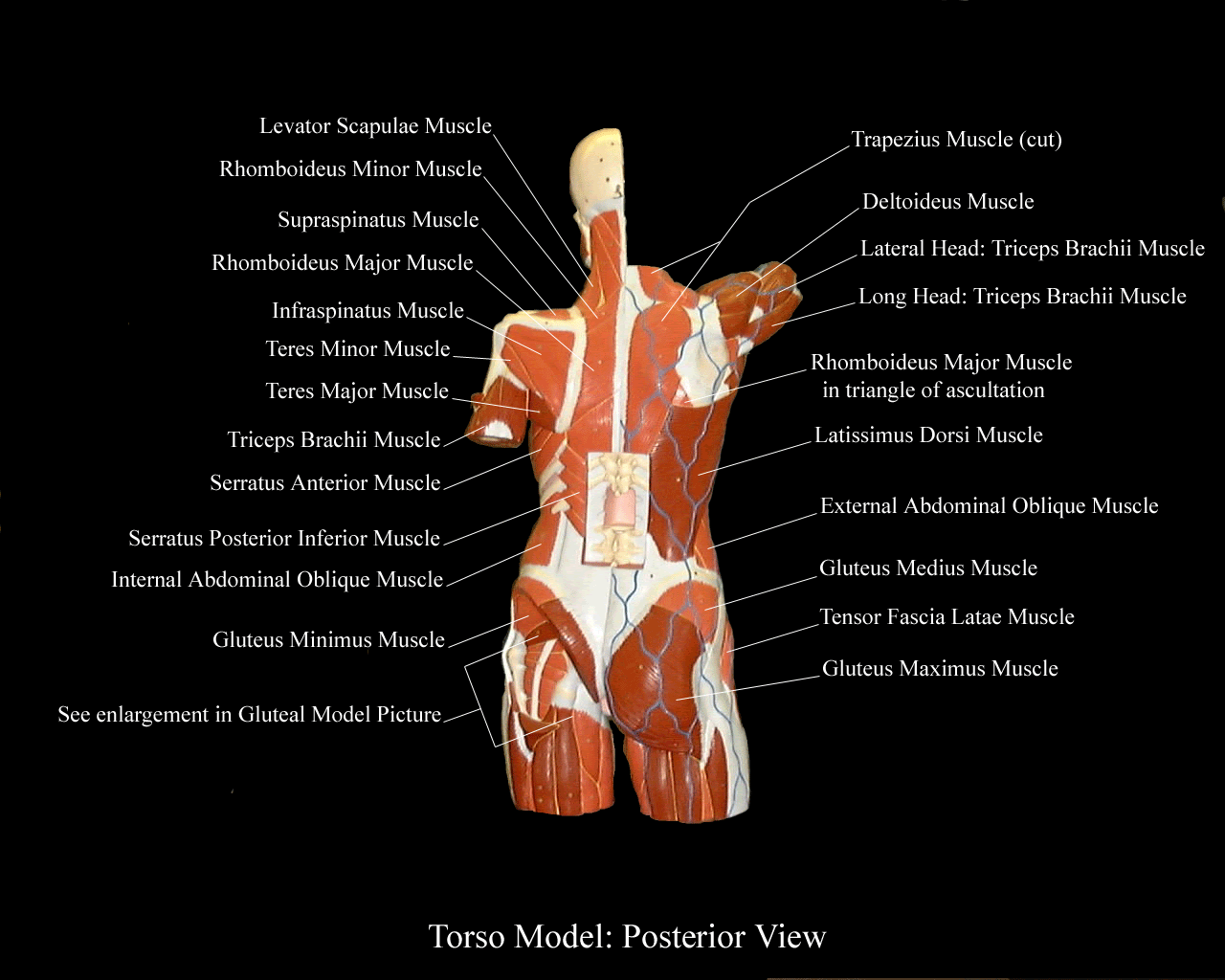 torsoPosteriorView