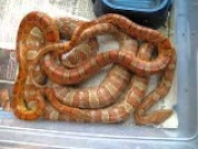 corn snake morphs Corn snake Breeding #...5? 2013