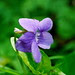 Viola riviniana (skogfiol)