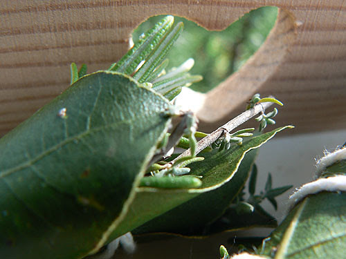 bouquet garni.jpg
