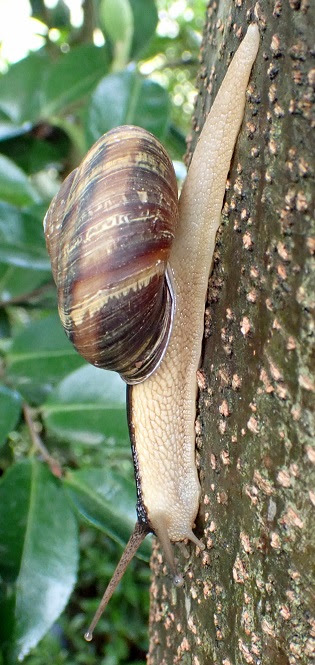 朝日新聞デジタル ニシキマイマイ 頭から首に黒いライン 兵庫 地域