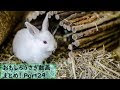 [ベスト] うさぎ おもしろ 画像 192212-ウサギ 面白 画像