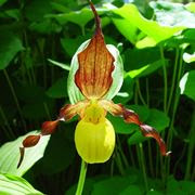 Orchidea keiki