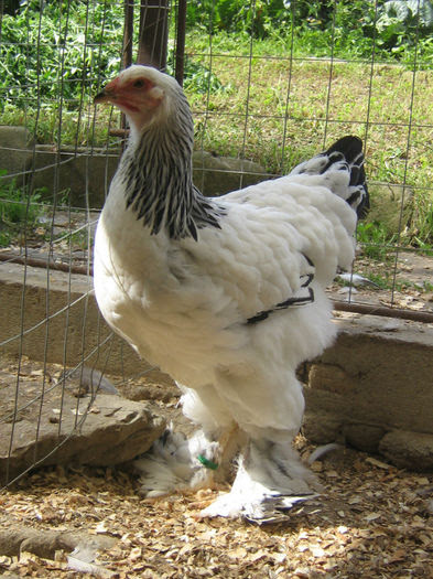 Ajutor medical Ellaintaracopiiloraposs Blog