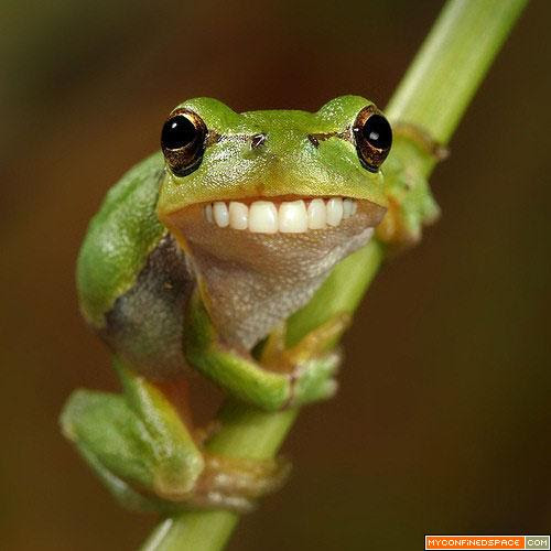 Funny Frog 5