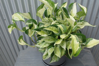 18年07月 花伝 多肉植物 バラ 宿根草 Etc